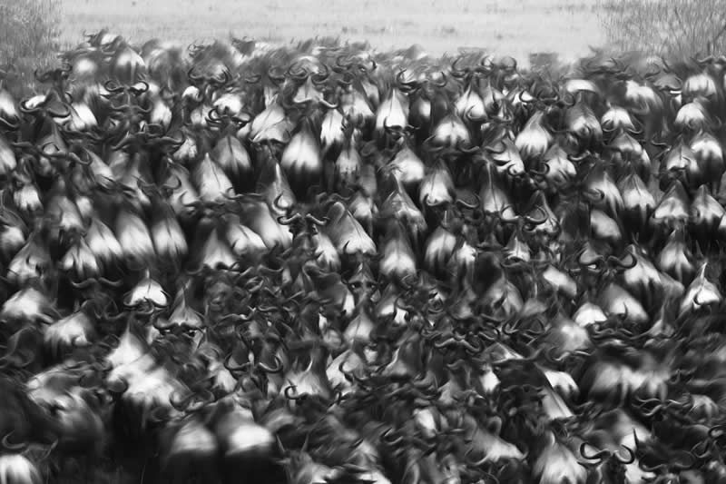 Monochrome Photography Awards Wildlife Winners