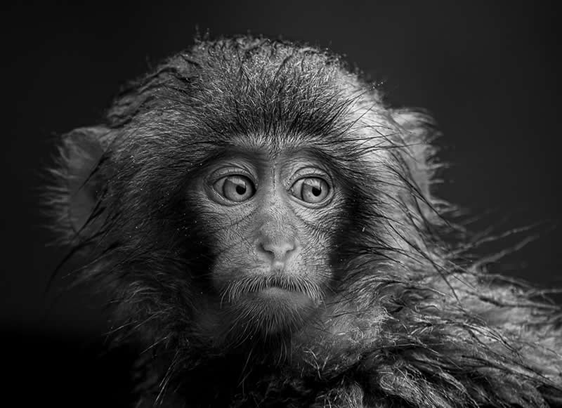 Monochrome Photography Awards Wildlife Winners