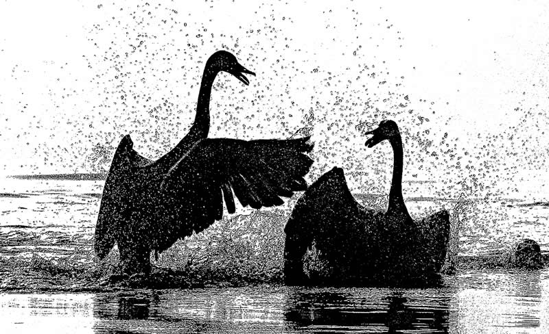 Monochrome Photography Awards Wildlife Winners