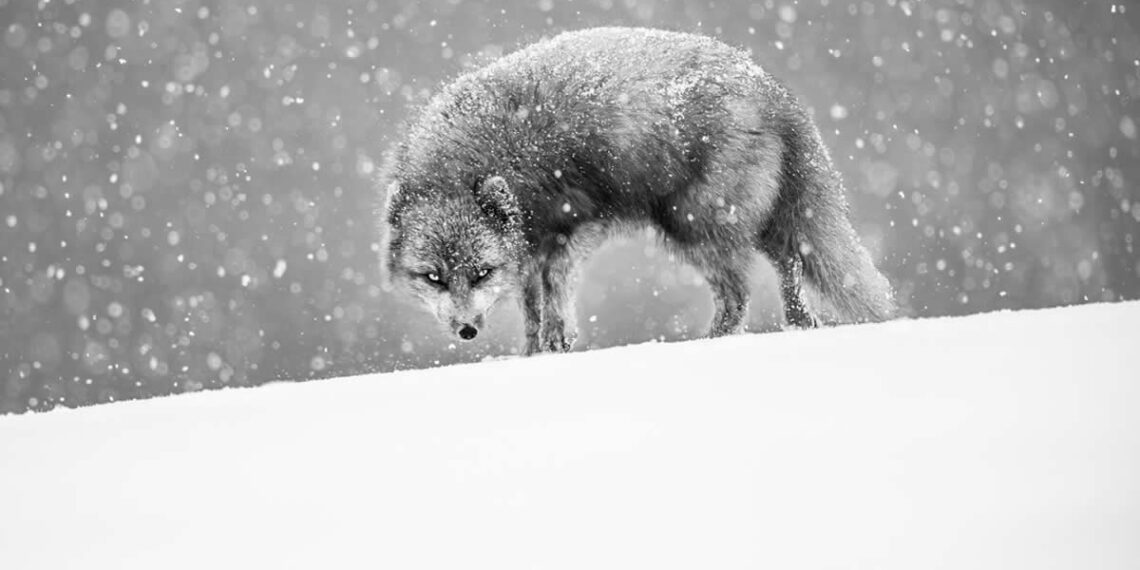 Monochrome Photography Awards Wildlife Winners