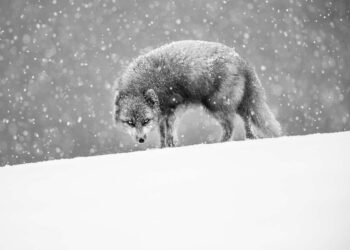 Monochrome Photography Awards Wildlife Winners