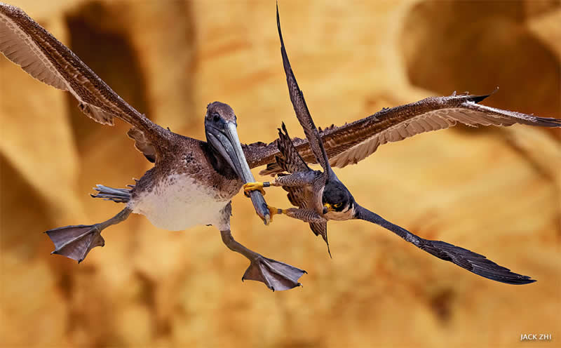 Birds - First Place: Jack Zhi - 2025 National Wildlife Photo Contest Winners