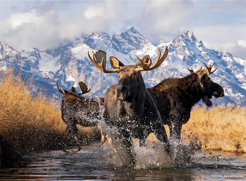 Mammals - First Place: Deena Sveinsson - 2025 National Wildlife Photo Contest Winners