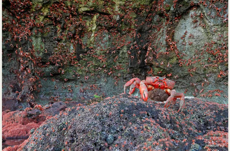 Portfolio - 1st Place: Zhengze Xu - 2025 National Wildlife Photo Contest Winners