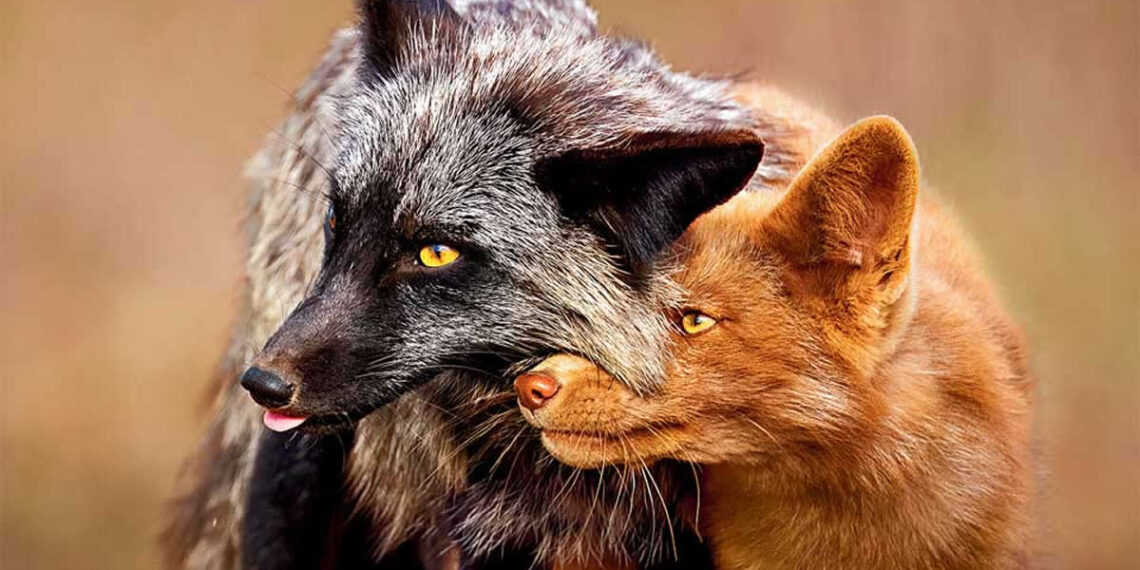 2025 National Wildlife Photo Contest Winners