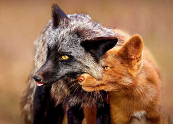 2025 National Wildlife Photo Contest Winners