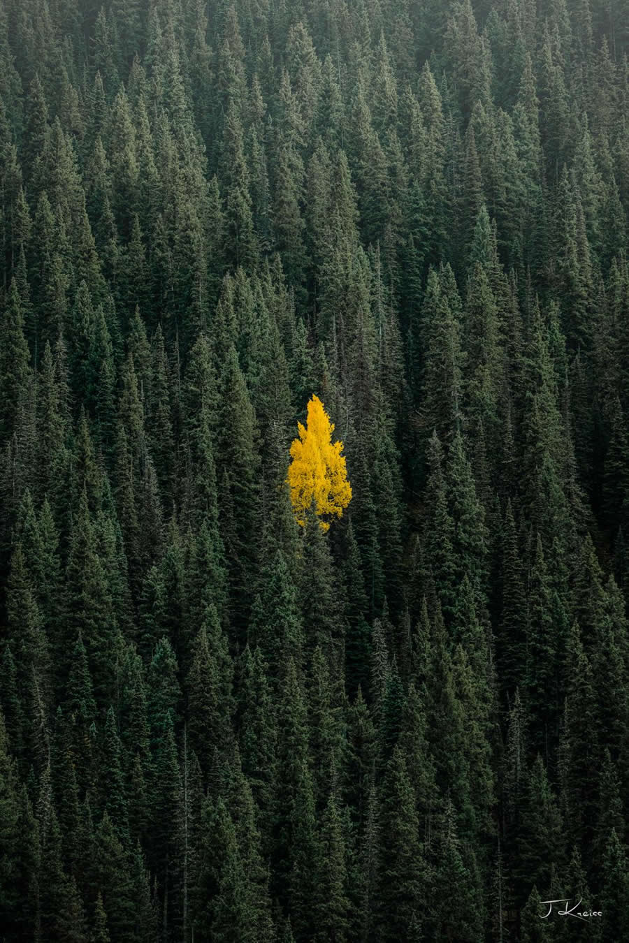 Gold Amongst Green in Colorado - Nature Landscape Photography by Jared Kreiss