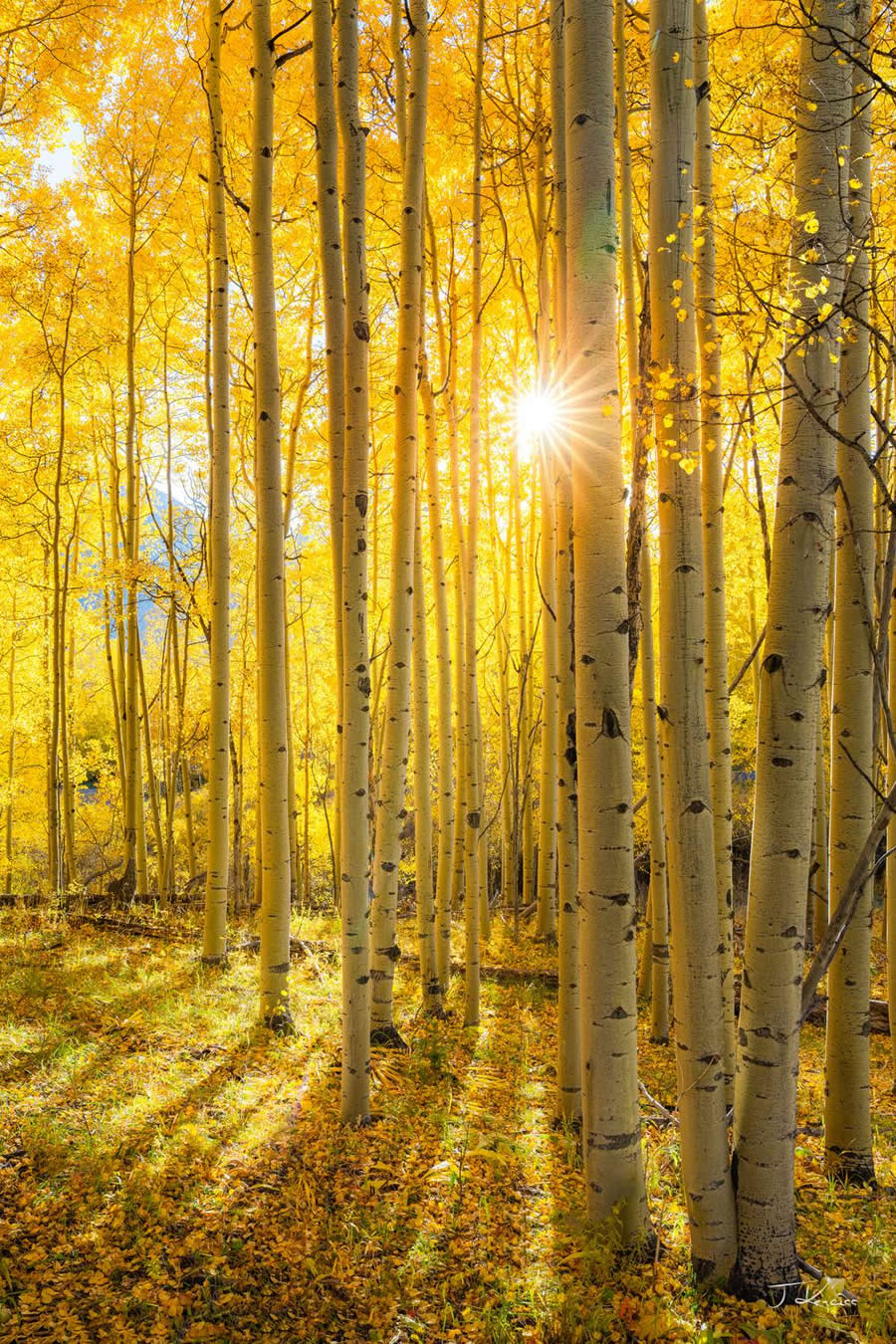 Colorado Aspen Glow - Nature Landscape Photography by Jared Kreiss