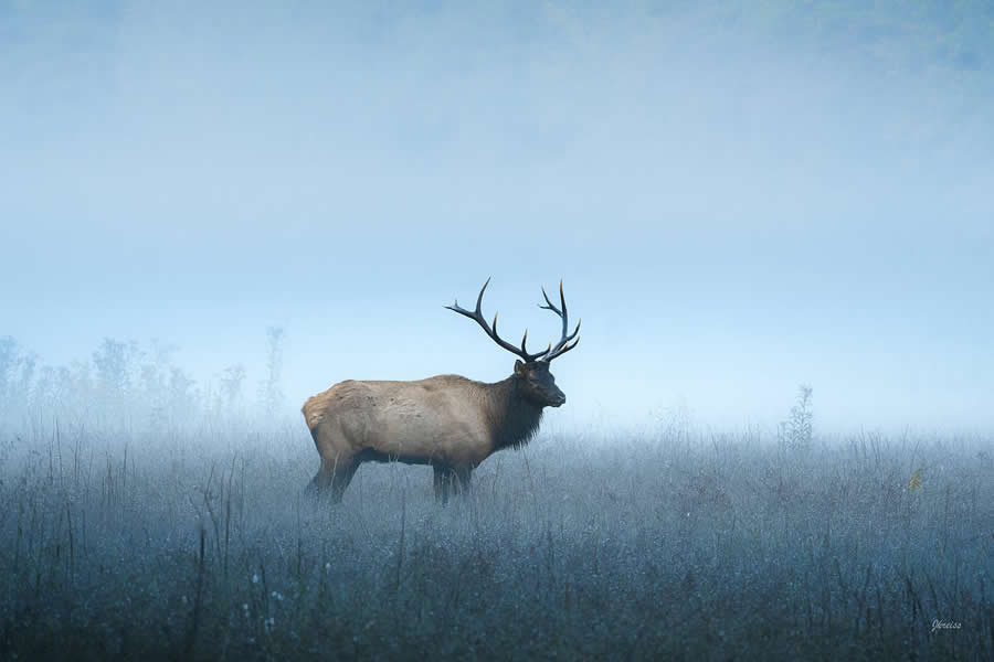 Elk of the Smoky Mountains - Nature Landscape Photography by Jared Kreiss