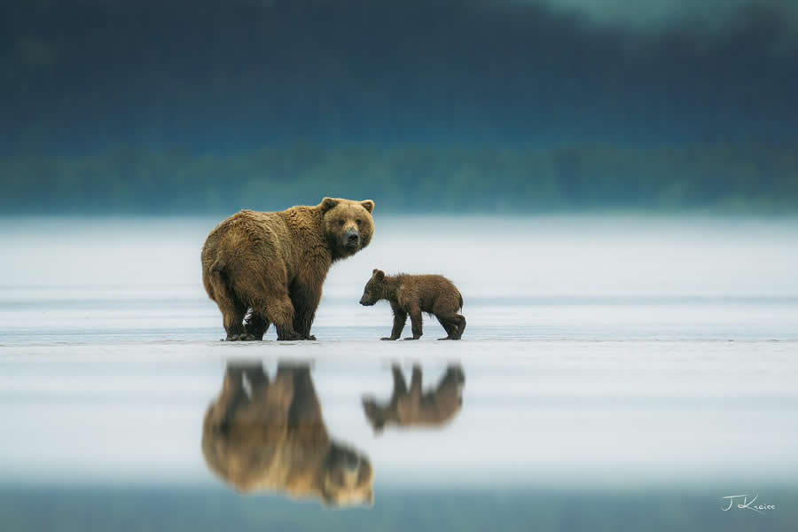 Mom and Cub in Lake Clark National Park, Alaska - Nature Landscape Photography by Jared Kreiss