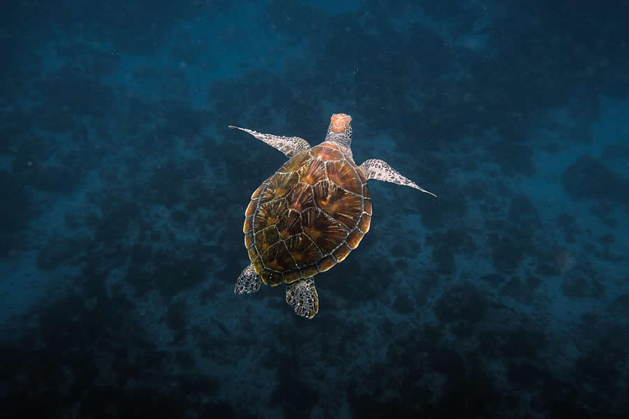 Turtle in Australia - Nature Landscape Photography by Jared Kreiss
