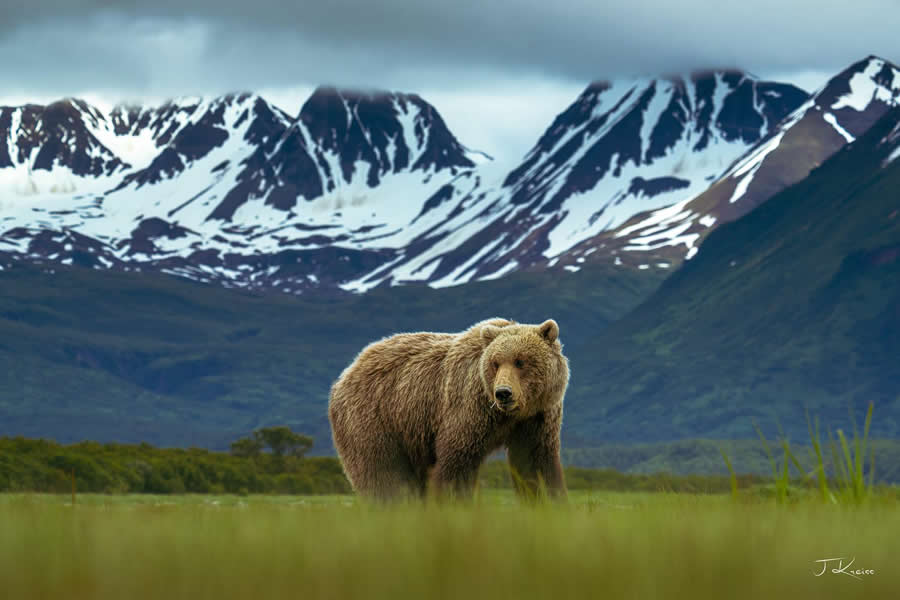 Brown bear in Katmai National Park, Alaska - Nature Landscape Photography by Jared Kreiss