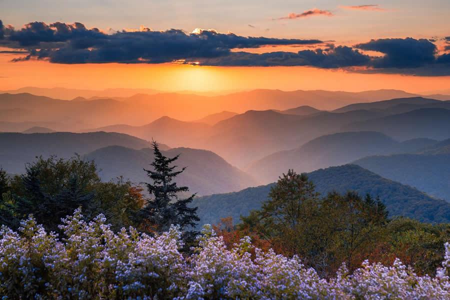 Blooms of the Blue Ridge, NC - Nature Landscape Photography by Jared Kreiss
