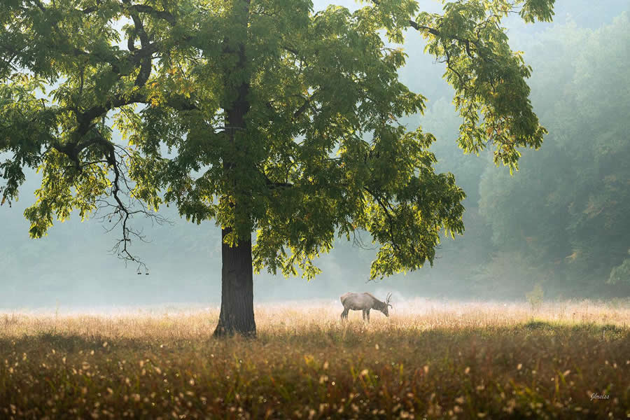 Misty Morning in the Great Smoky Mountains - Nature Landscape Photography by Jared Kreiss