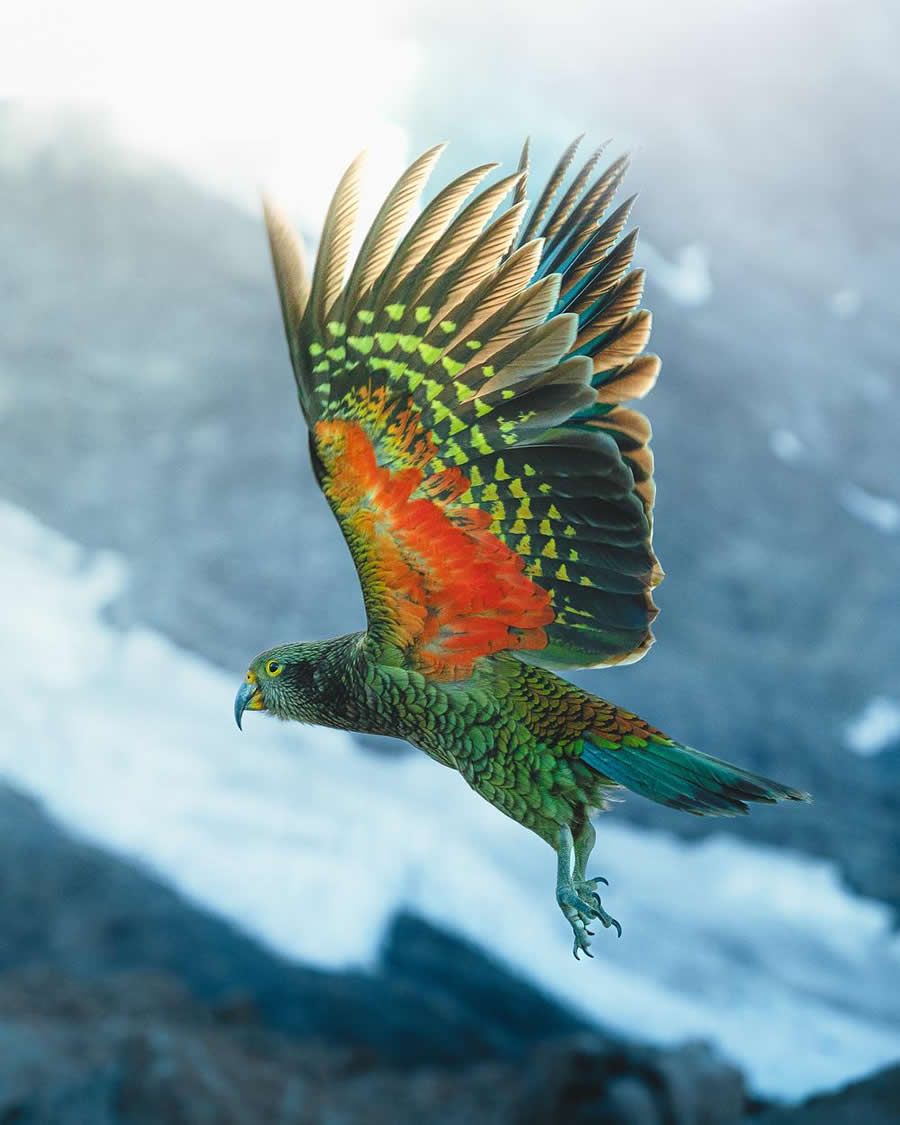 New Zealand Kea - Nature Landscape Photography by Jared Kreiss
