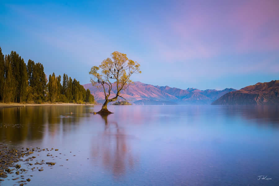 Wanaka Tree, New Zealand - Nature Landscape Photography by Jared Kreiss