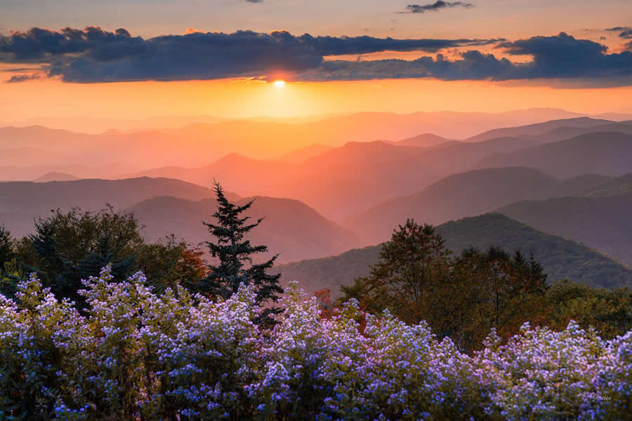 Blooms of the Blue Ridge, NC - Nature Landscape Photography by Jared Kreiss