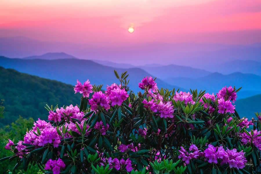 Rhododendron Blooms of Blue Ridge - Nature Landscape Photography by Jared Kreiss