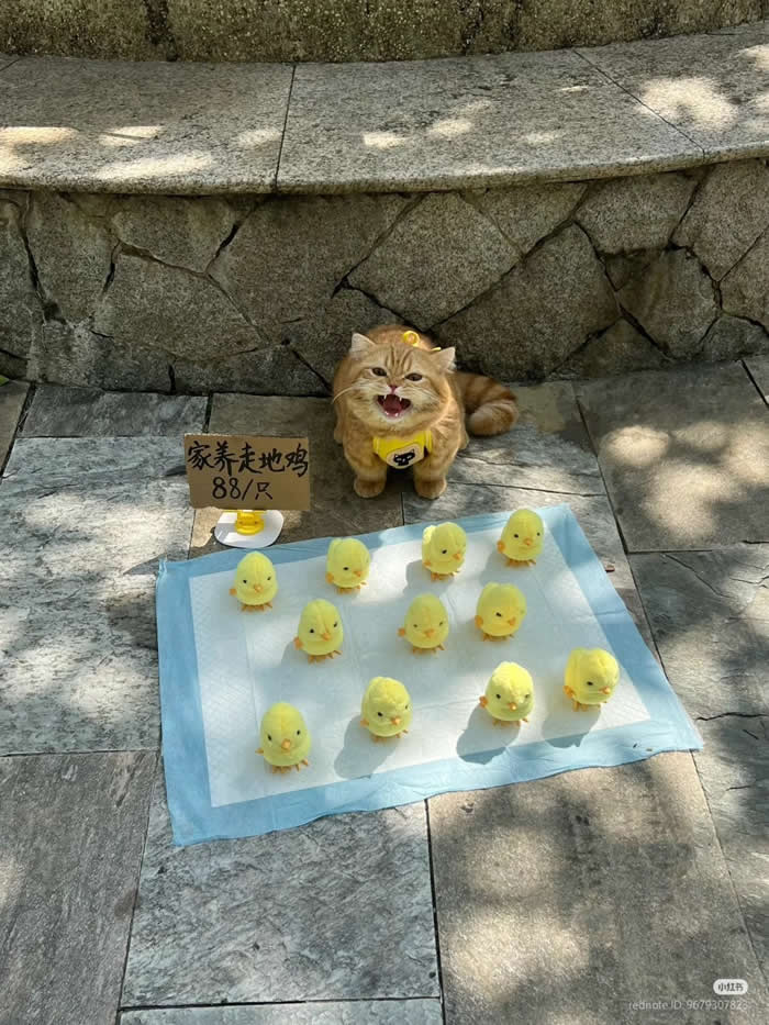 Don't Just Take Photos!! Buy!! - Funny Cat Photos with No Context and Maximum Chaos