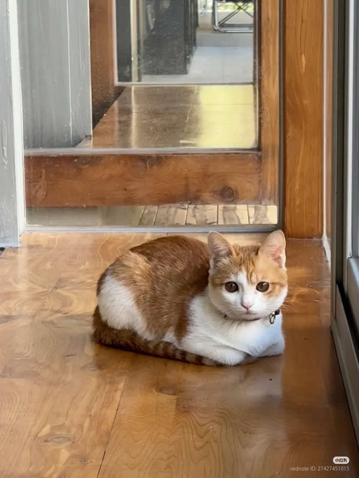 Cute  - Funny Cat Photos with No Context and Maximum Chaos