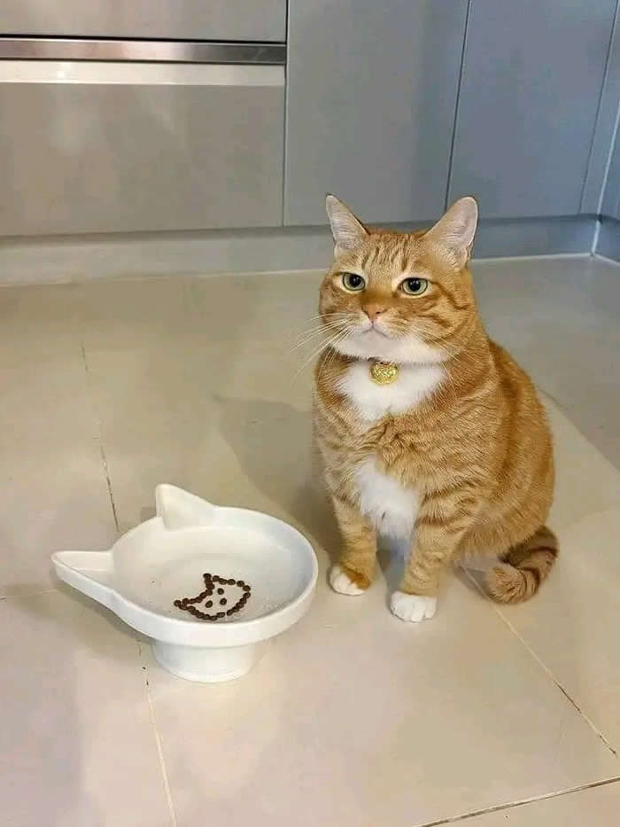 He&rsquo;s not amused - Funny Cat Photos with No Context and Maximum Chaos