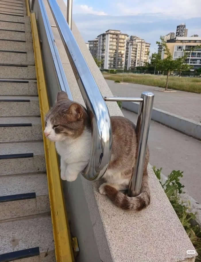 Chilling - Funny Cat Photos with No Context and Maximum Chaos