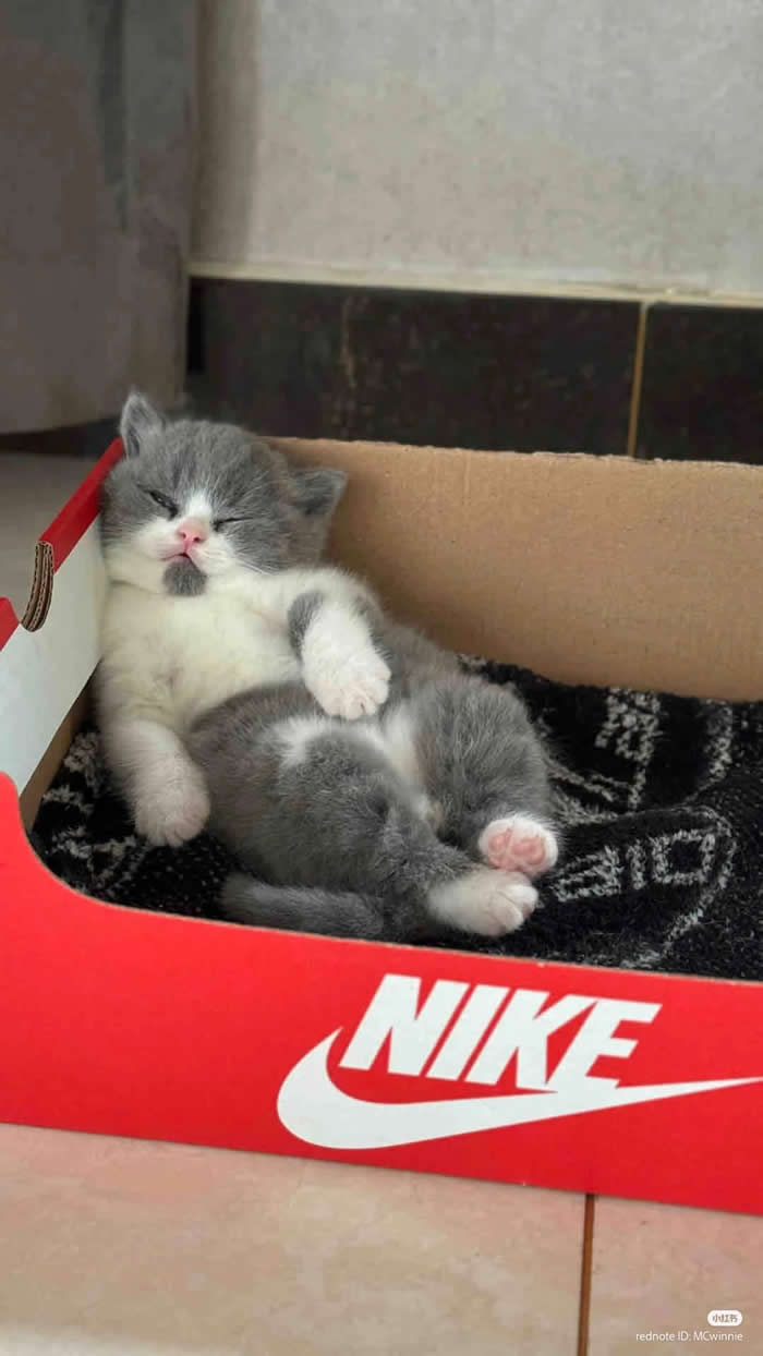 Full of milk - Funny Cat Photos with No Context and Maximum Chaos