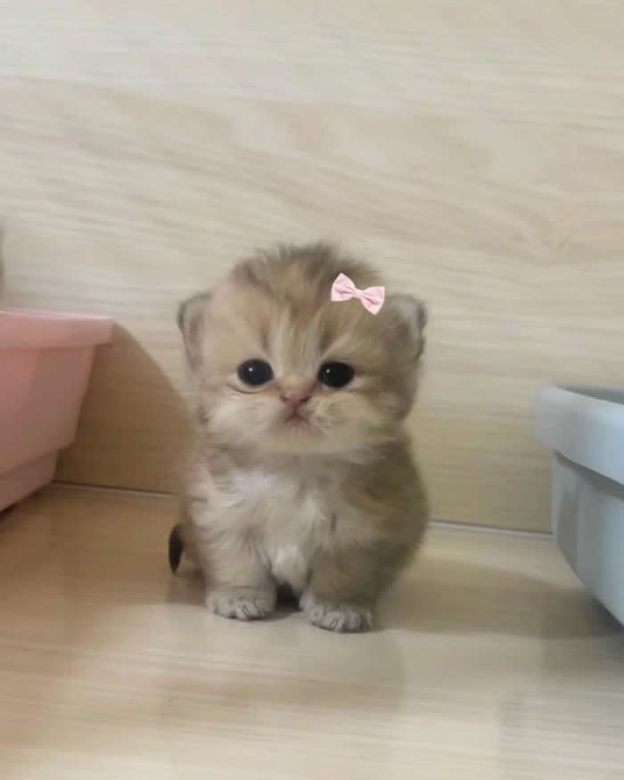 Cute - Funny Cat Photos with No Context and Maximum Chaos