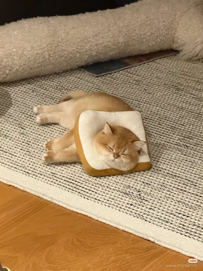 Cat toast Love it! Here is my crypto cat!  - Funny Cat Photos with No Context and Maximum Chaos