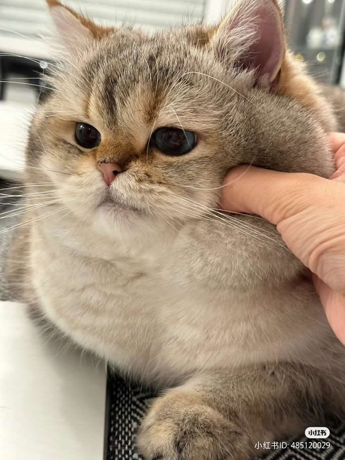 So So Chubby!! - Funny Cat Photos with No Context and Maximum Chaos