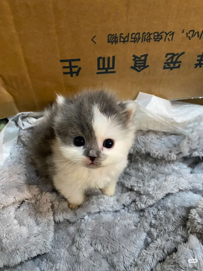 He's plotting world domination - Funny Cat Photos with No Context and Maximum Chaos