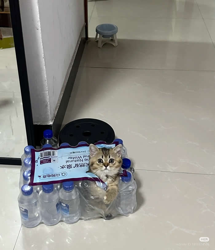 Buy water get free cat - Funny Cat Photos with No Context and Maximum Chaos