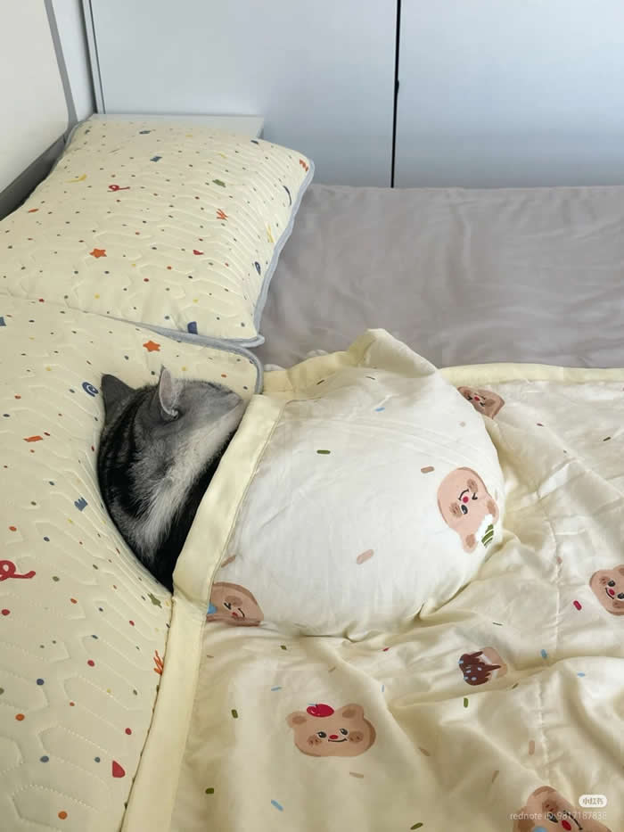 Mood - Funny Cat Photos with No Context and Maximum Chaos