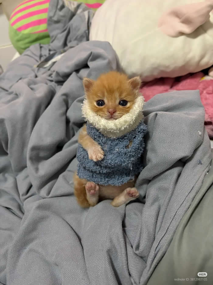 Warm - Funny Cat Photos with No Context and Maximum Chaos