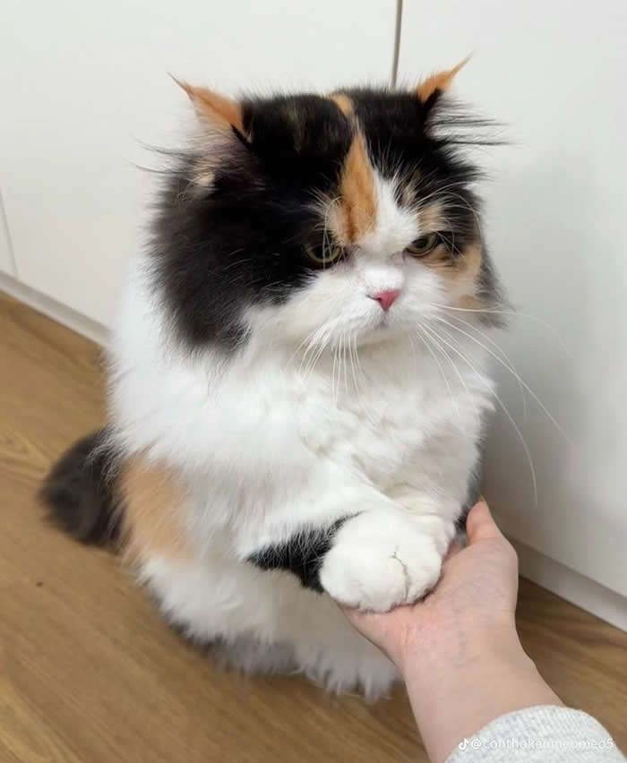 Angry - Funny Cat Photos with No Context and Maximum Chaos