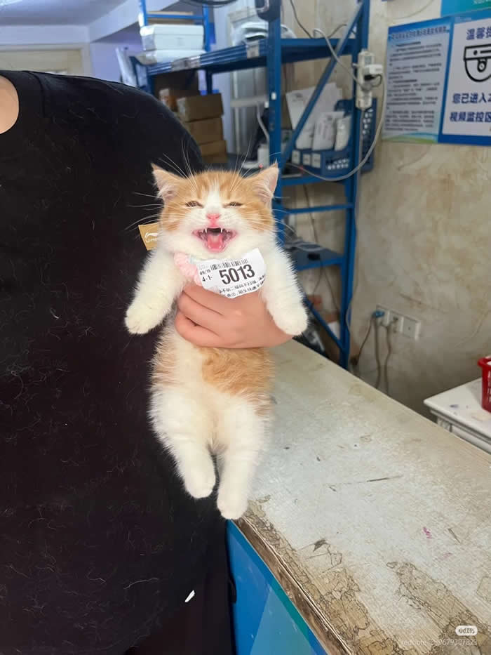 Aaaaa - Funny Cat Photos with No Context and Maximum Chaos