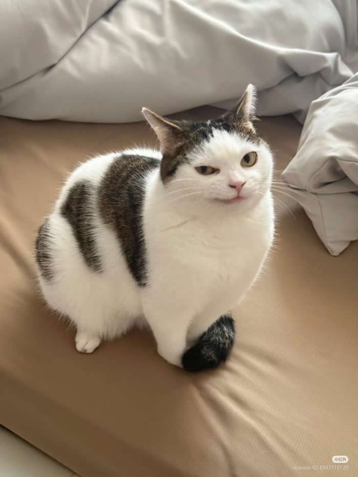 Scheming - Funny Cat Photos with No Context and Maximum Chaos