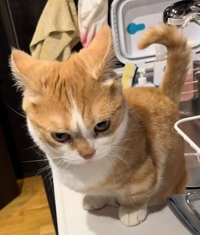 Angry Cat  - Funny Cat Photos with No Context and Maximum Chaos