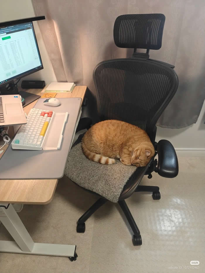 Overworked - Funny Cat Photos with No Context and Maximum Chaos