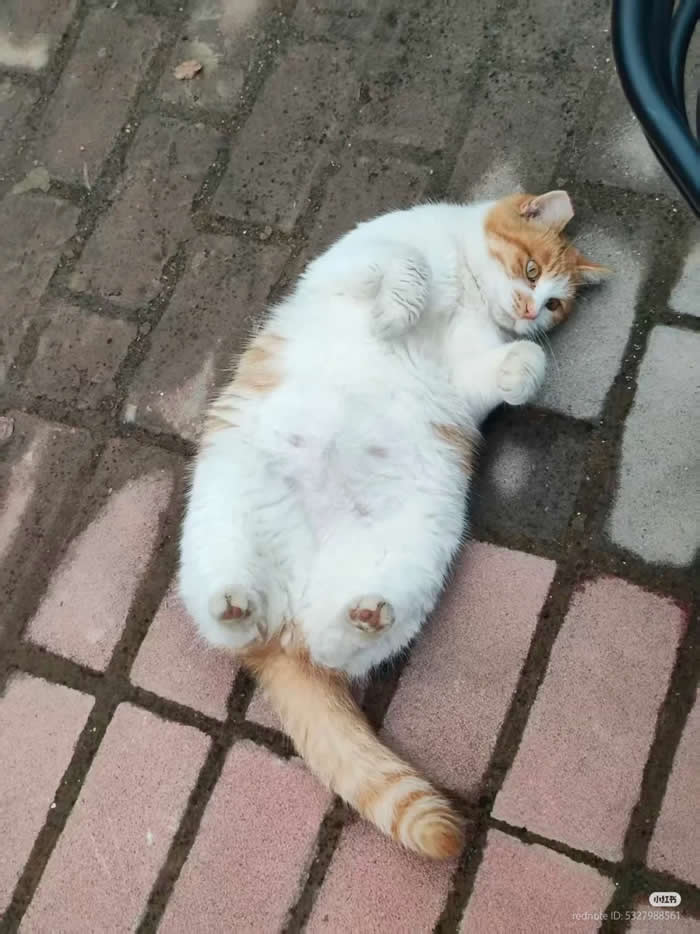 Potato - Funny Cat Photos with No Context and Maximum Chaos