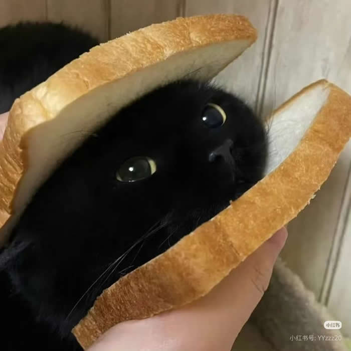 Sandwich  - Funny Cat Photos with No Context and Maximum Chaos