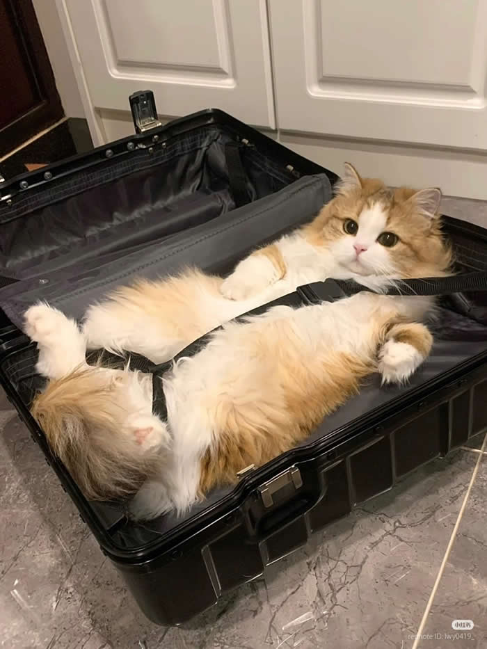 Bring only the essential - Funny Cat Photos with No Context and Maximum Chaos