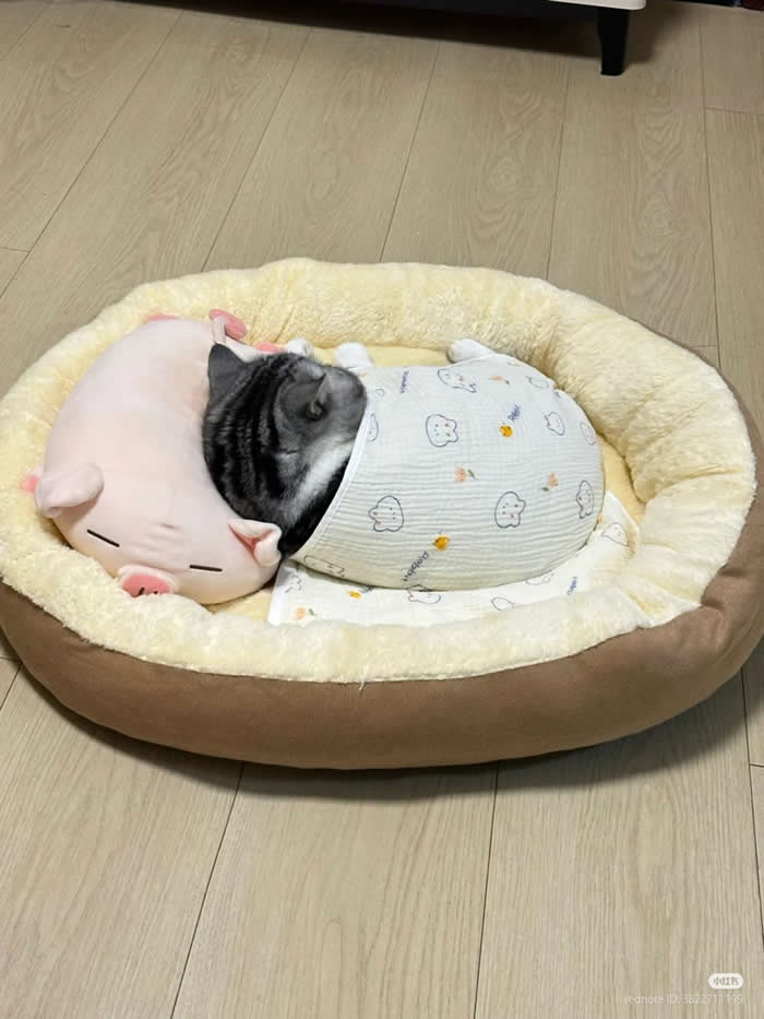 Good Night Kitty!!!  - Funny Cat Photos with No Context and Maximum Chaos