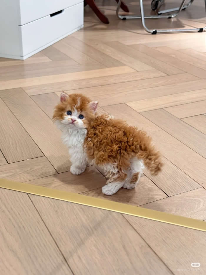 Cutie - Funny Cat Photos with No Context and Maximum Chaos