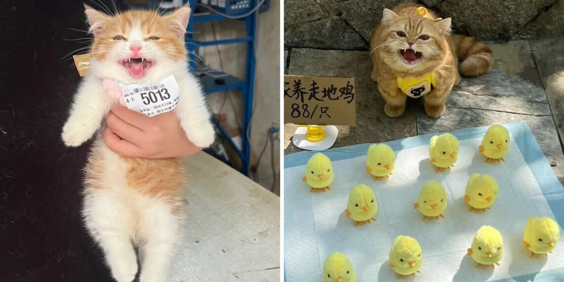 Funny Cat Photos with No Context and Maximum Chaos