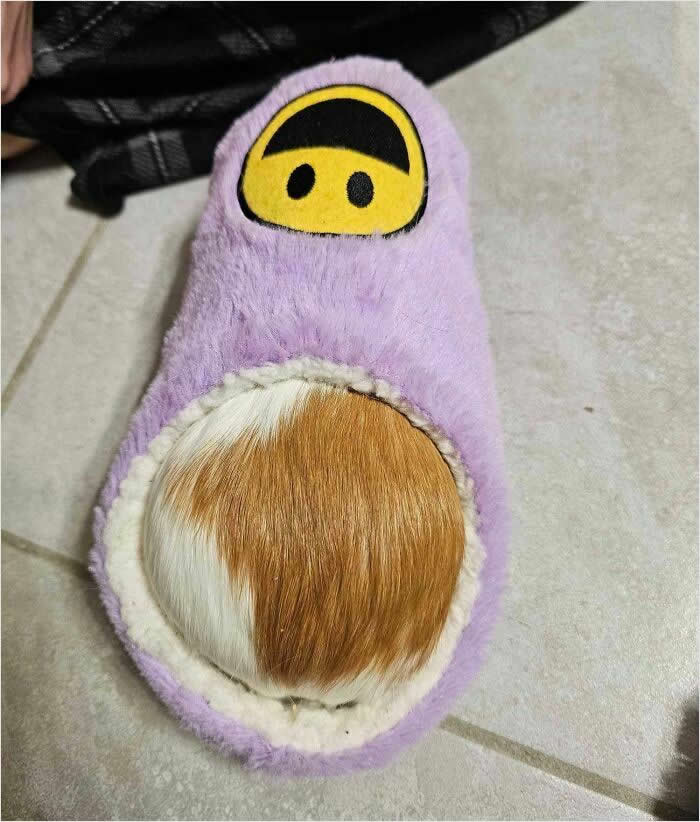 My Guinea Pig Fits Perfectly In My Slipper - Perfectly Matched Satisfying Photos