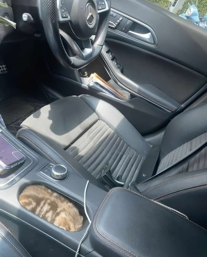 Keys, Phone, Kitten Loaf-Check - Perfectly Timed Moments Where Random Things Fit Together