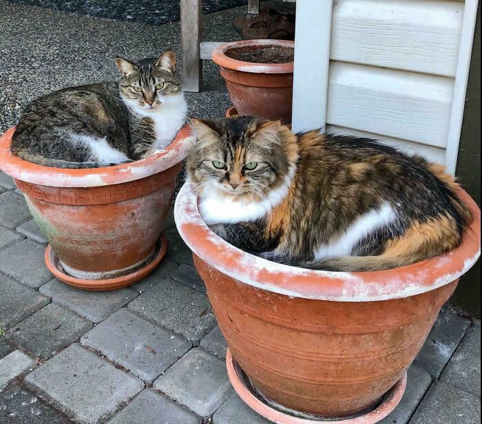 The Way My Cat Mavis And Her Daughter Matilda Fit Perfectly In These Flower Pots - Perfectly Timed Moments Where Random Things Fit Together
