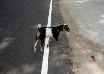 Perfectly Timed Street Photos by Tavepong Pratoomwong
