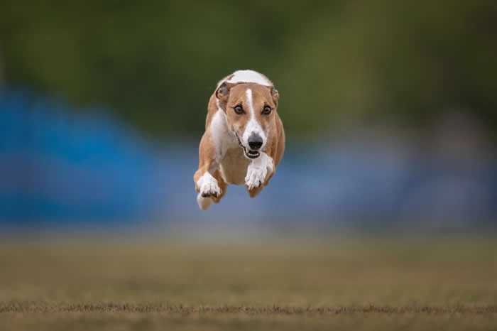 Pet Photography Awards 2025 Winners